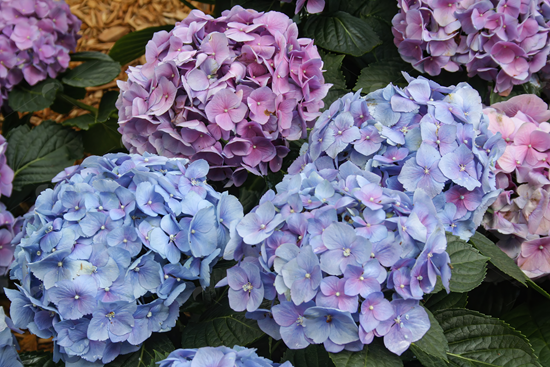 Picture of Purple and Pink Hydrangea flowers