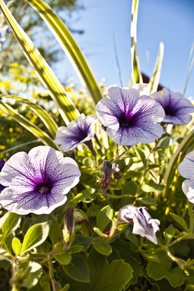 Picture of Purple and White Petunia Flowers