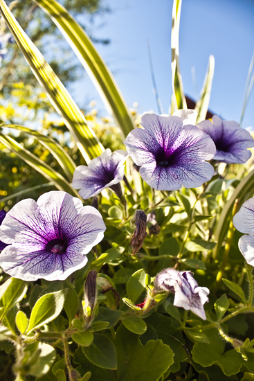 Picture of Purple and White Petunia Flowers