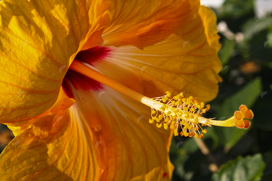 Picture of Light Orange Hibiscus Flower