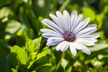 Picture of White Daisy Flower
