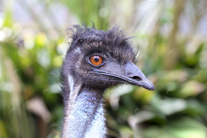 Picture of Emu Head Close