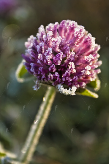 Picture of Purple Frosted Clover Flower 2
