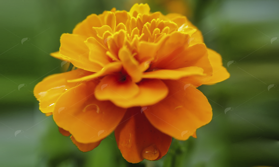 Picture of Wet Marigold flower