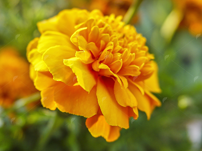 Picture of Marigold flower bloom in sunlight
