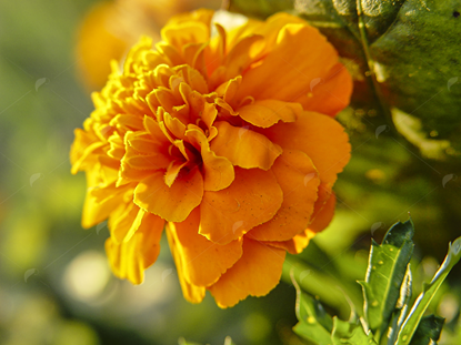 Picture of Marigold flower bloom in sunlight 2