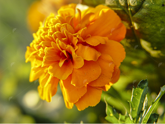 Picture of Marigold flower bloom in sunlight 2