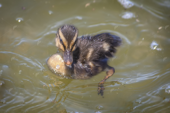 Picture of Duckling in The Water