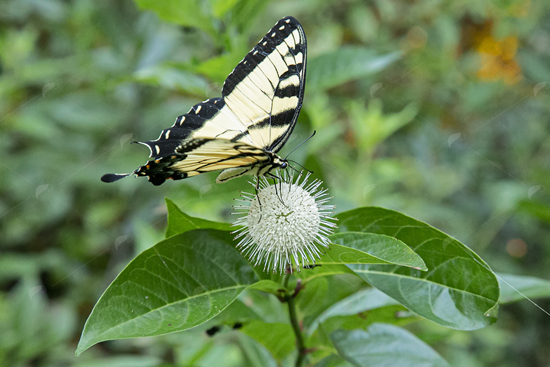 Picture of Eastern Tiger Swallowtail Butterfly