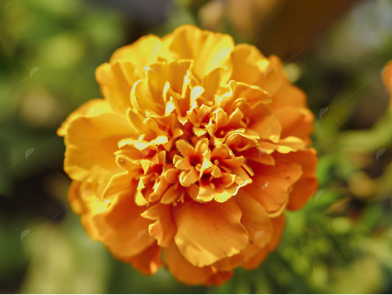 Picture of Marigold flower bloom from above