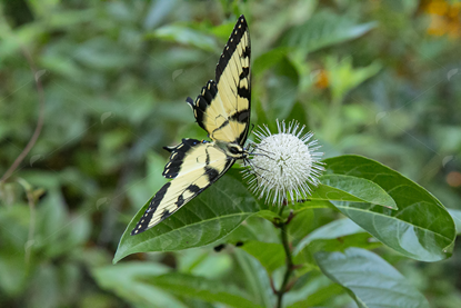 Picture of Eastern Tiger Swallowtail Butterfly 2