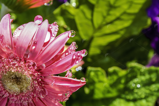 Picture of Wet Pink Daisy Quarter Flower