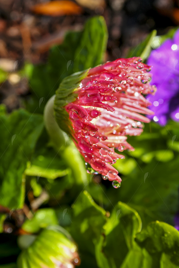 Picture of Wet Pink Daisy From Side Flower