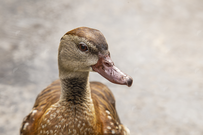 Picture of Female Mallard Duck Close