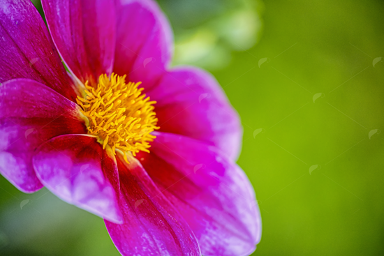 Picture of Bright Cosmos Pink Picotee Flower