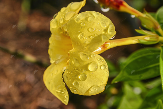 Picture of Wet Yellow Bell Flower