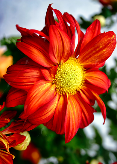 Picture of Fire Daisy Flower