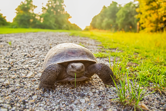 Picture of Florida Gopher Tortoise
