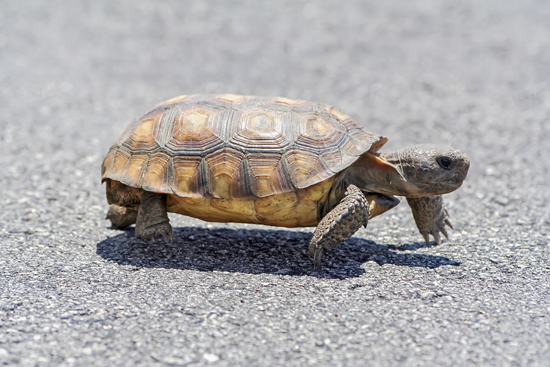 Picture of Florida Gopher Tortoise Crossing Road