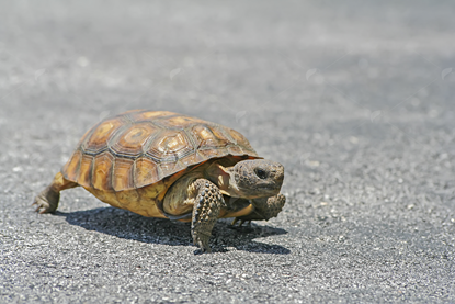 Picture of Florida Gopher Tortoise Crossing Road 2