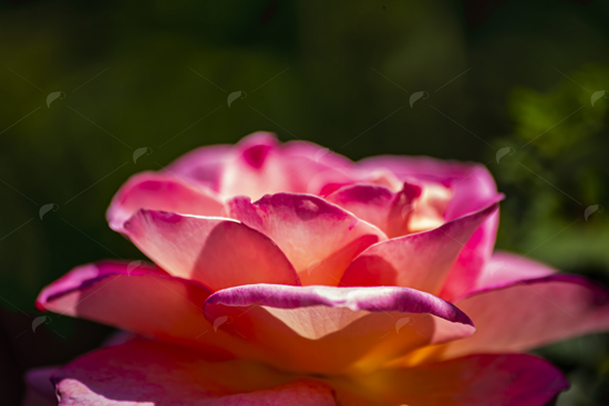 Picture of Large Pink Rose Close