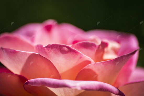 Picture of Large Pink Rose Close 2
