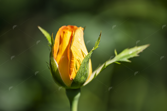 Picture of Little Yellow Rose