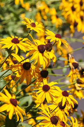 Picture of Yellow Black Eyed Susan flowers