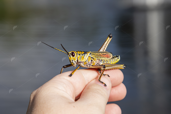 Picture of Grasshopper On Hand