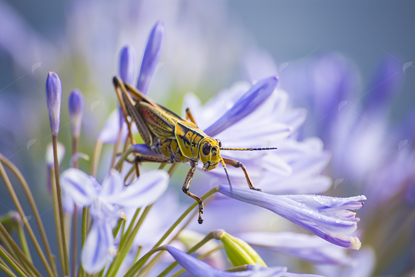 Picture of Grasshopper on Violet Flower