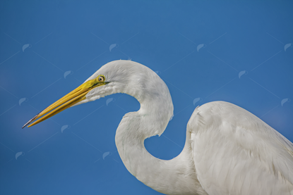 Picture of Great White Egret