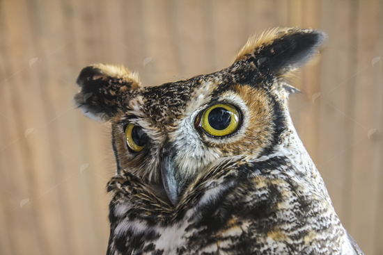 Picture of Great Horned Owl