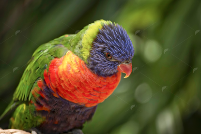 Picture of Green Nape Lorikeet