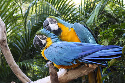 Picture of Grooming Blue and Gold Macaws