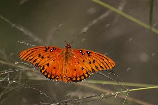 Picture of Gulf Fritillary Butterfly