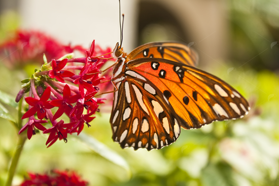 Picture of Gulf Fritillary on red flower