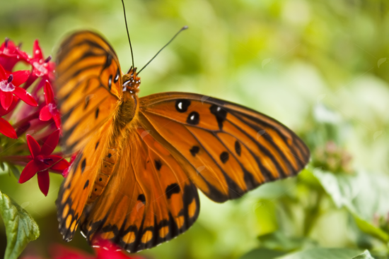 Picture of Gulf Fritillary Butterfly Close