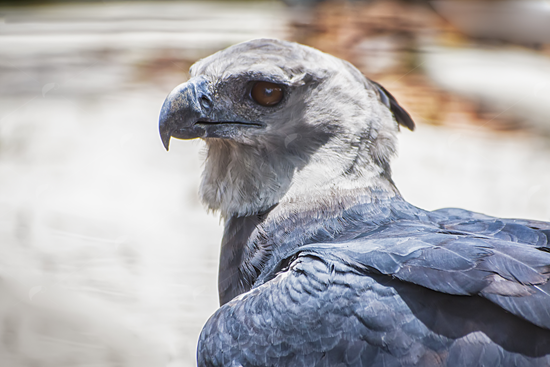 Picture of Harpy Eagle