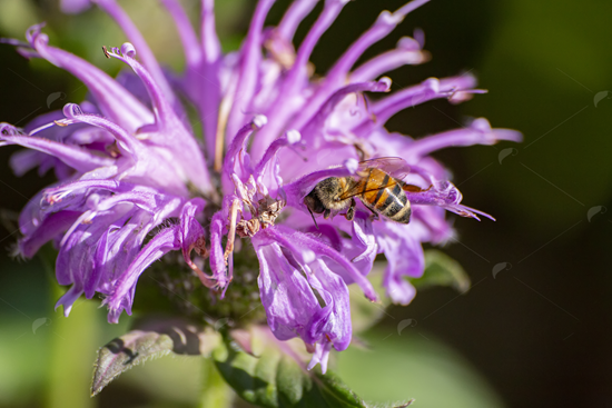 Picture of Honeybee On Violet Flower