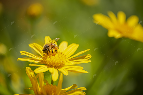 Picture of Honeybee On Yellow Flower