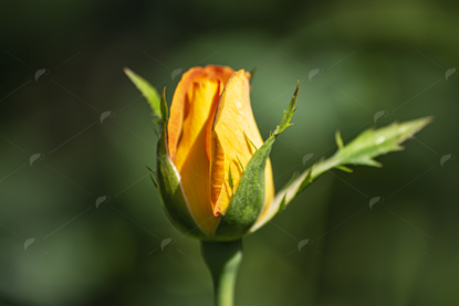 Picture of Single Yellow Rose