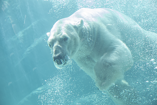 Picture of Polar Bear in Water