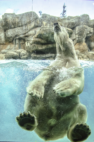 Picture of Polar Bear in Water 2