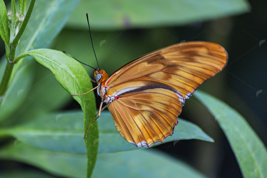 Picture of Orange Butterfly On Leaf