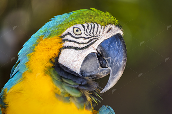 Picture of Rainbow Macaw 2