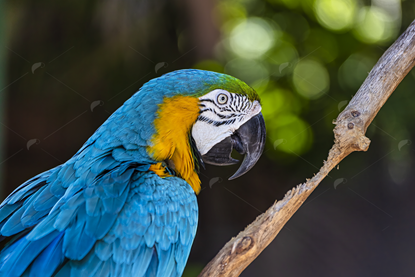 Picture of Blue & Gold Macaw