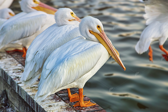 Picture of White Pelicans next to a lake