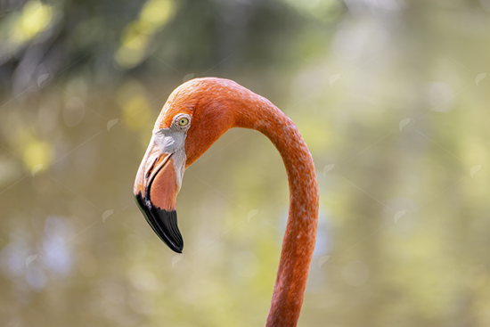 Picture of Pink Flamingo Head Close