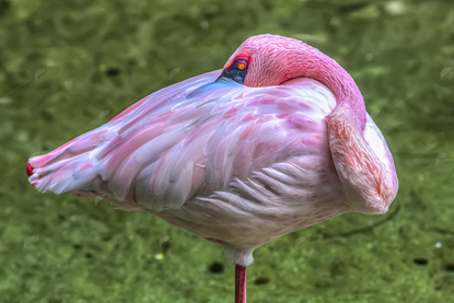 Picture of Bright Pink Flamingo sleeping