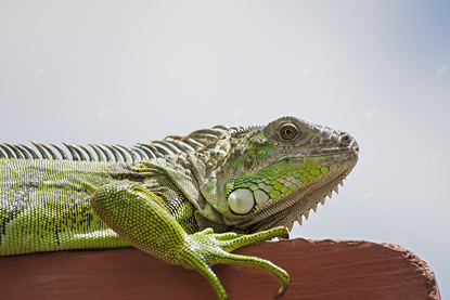 Picture of Green Iguana on wood